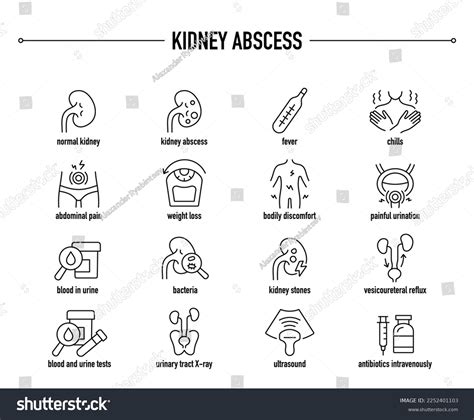 Kidney Abscess Symptoms Diagnostic Treatment Vector Stock Vector (Royalty Free) 2252401103 ...