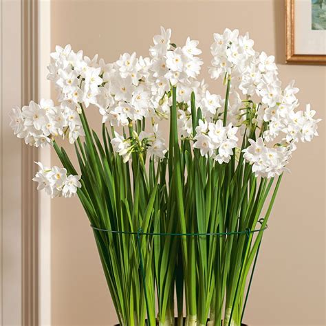 Paperwhite Ziva | White Flower Farm