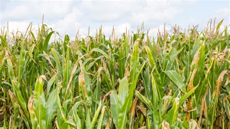 Corn mazes near me: 25 corn mazes to explore in Pennsylvania