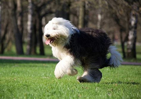 Facts about the Old English Sheepdog | Pets Nurturing