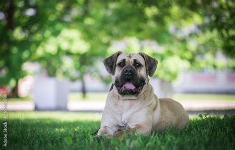 Dogo Canario in beautiful park outside. Stock Photo | Adobe Stock