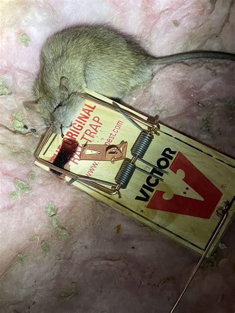 Dead rat — Rapid Rodent Removal