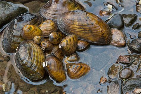 Fresh Water Mussels – Conservation Connect