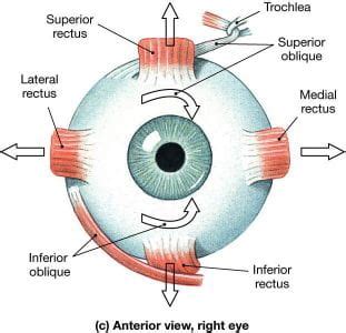 Eye Enucleation | Gross Pathology Manual