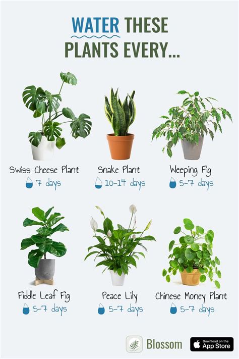 Identify plants & learn how to care for them! #floweridentification #houseplants #plantcare ...