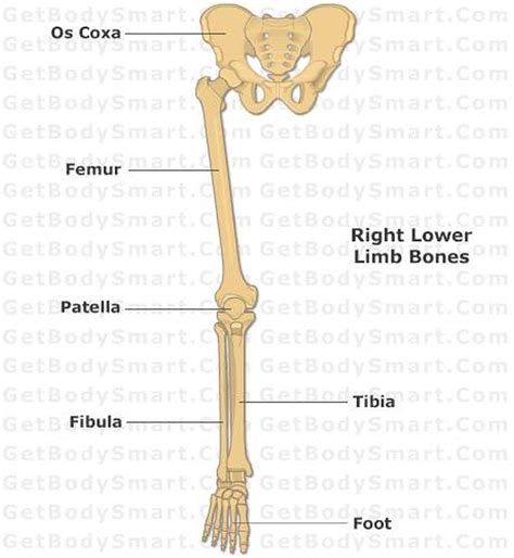 Pictures Of Bones Of The Lower Extremities