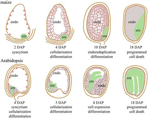 Frontiers | Imprinting in plants as a mechanism to generate seed ...