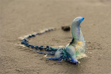 Blue Bottle Jellyfish On Beach