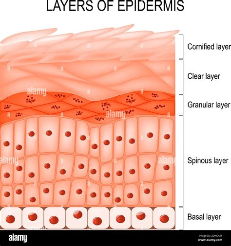 Structure of epidermis : cornified (stratum corneum), clear or translucent layer (lucidum ...