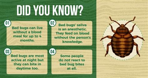 The Ultimate Guide to Bed Bugs Prevention in Singapore