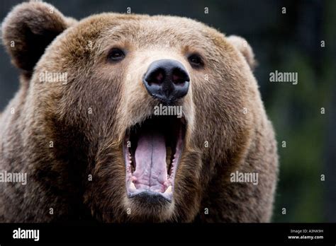 Bear Roar High Resolution Stock Photography and Images - Alamy