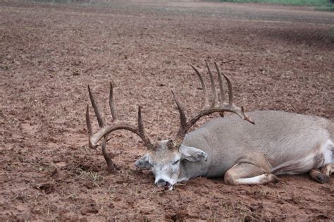 Texas typical trophy whitetail buck