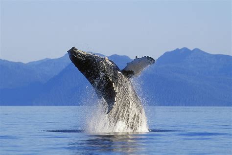 Humpback Whale Breaching Wall Mural | Wallsauce CA