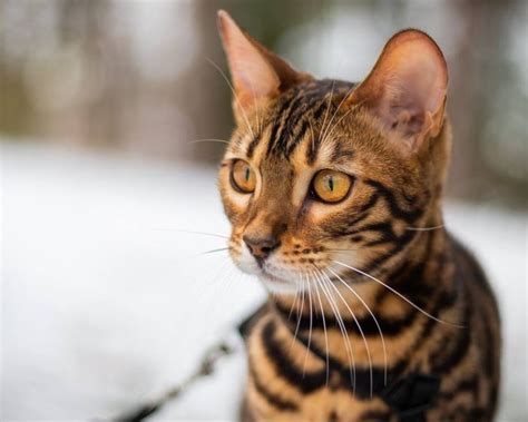 Brown eyes male Bengal cat, roaming at outdoor | Bengal cat, Cat aesthetic, Cute animals images