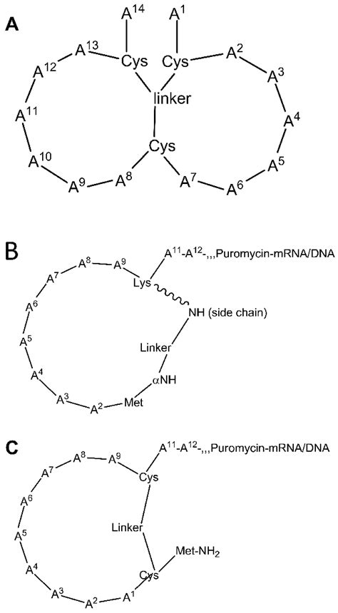 Cyclic peptide libraries. (A) Bicyclic peptide with a chemical linker ...