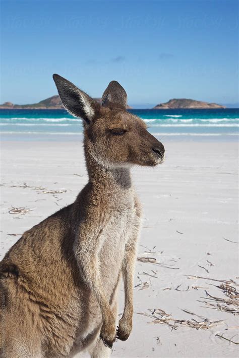 "Kangaroos Of Lucky Bay, Western Australia" by Stocksy Contributor ...