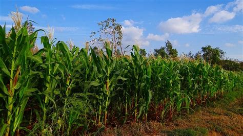 Maize Can Adapt to High Elevations and Cold Temperatures Thanks to "Borrowed" Gene | Technology ...