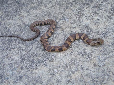 Copperhead Snake Facts and Pictures