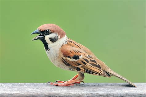 File:Eurasian Tree Sparrow.jpg