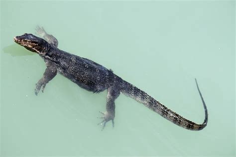 Free Images : sea, wild, zoo, scale, iguana, fauna, lizard, claw, swimming, gecko, skin ...