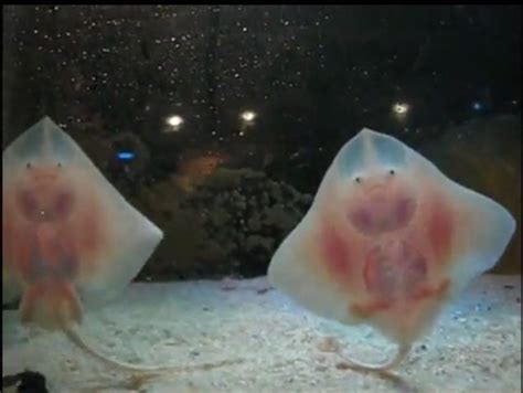 Baby stingrays Baby Stingray, Stingrays, Unusual Animals, Animal Pictures, Relax, Enjoyment ...