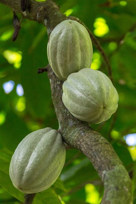Growing Cocoa Pods Free Stock Photo - Public Domain Pictures