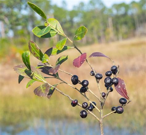 gallberry from Dicerandra Scrub Sanctuary, 4900 Melissa Dr, Titusville ...