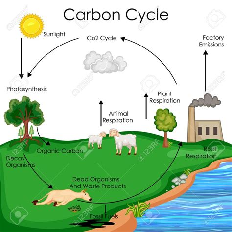 Ecology: Carbon Cycle Diagram | Quizlet