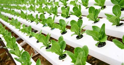 How to Grow Tobacco Hydroponically