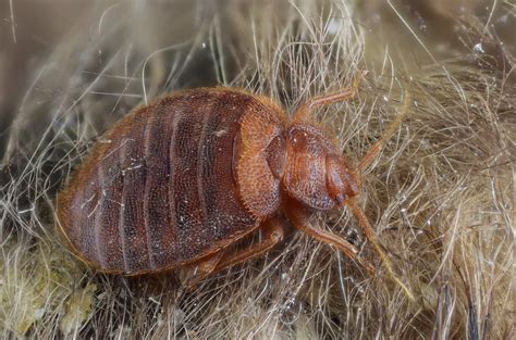 Cimex lectularius (bed bug) | Larvae (Nymph) of the bed bug … | Flickr