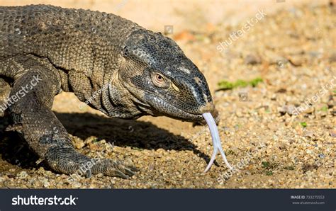 141 Black Throated Monitor Lizard Royalty-Free Images, Stock Photos & Pictures | Shutterstock