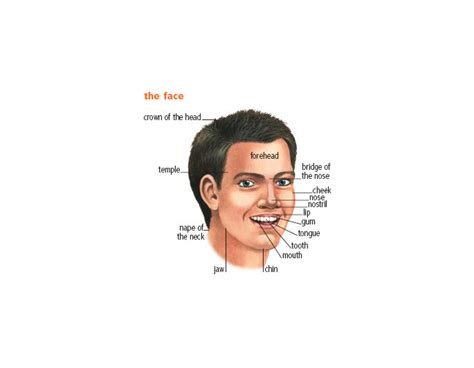 chin noun - Definition, pictures, pronunciation and usage notes ...