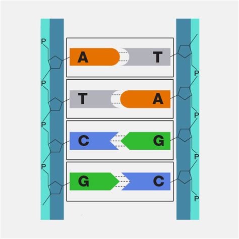 Base Sequence Of Dna