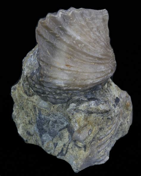 Platystrophia Brachiopod Fossil From Kentucky (#35121) For Sale ...