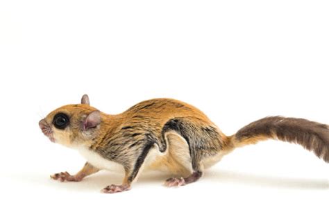 130+ Flying Squirrel Gliding Stock Photos, Pictures & Royalty-Free Images - iStock