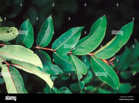 Leaves. Anogeissus Latifolia. Family: Combretaceae. A large deciduous tree. One of the dominant ...