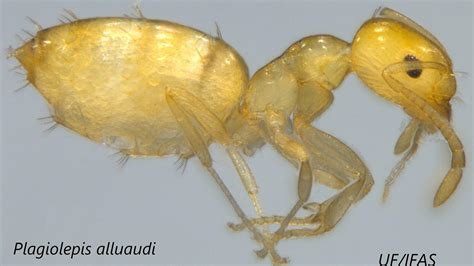 Nasty little yellow ant establishes first U.S. colonies in Fort Lauderdale - Sun Sentinel