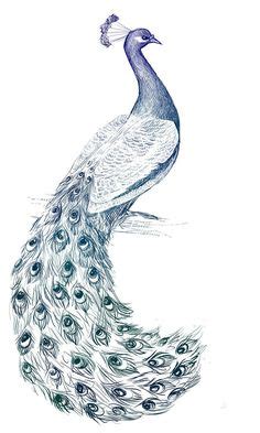 Beautiful peacock sketch | Pencil sketches | Pencil drawings, Peacock drawing, Pencil shading