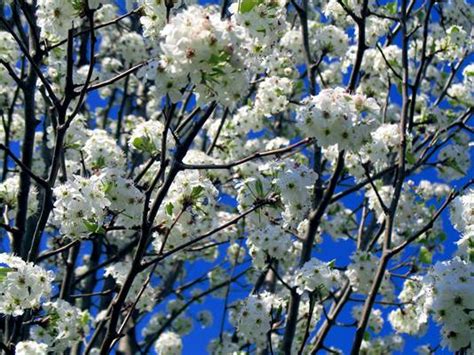 Cleveland Flowering Pear Tree | The Tree Center™