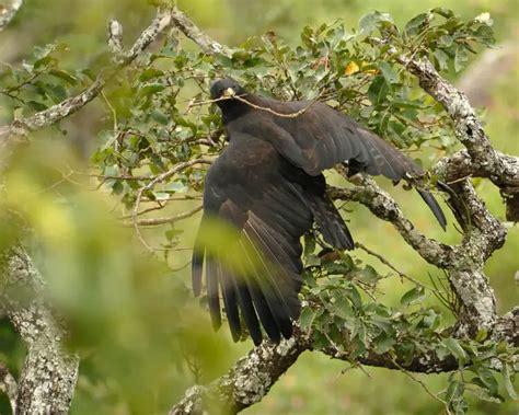 Black eagle - Facts, Diet, Habitat & Pictures on Animalia.bio