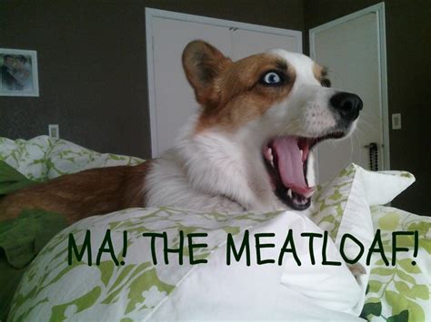 Corgi Meme...Corgis are so funny | Corgi memes, Corgi, Animals