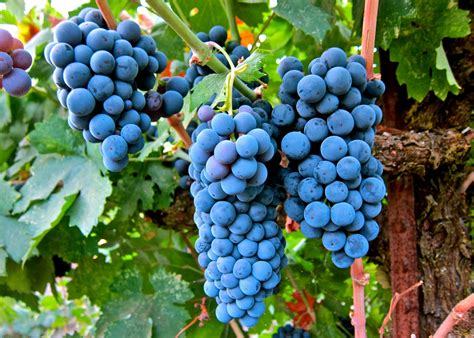 Wine Grapes for Sale! | Temecula, CA Patch