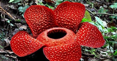 rafflesia-arnoldii.jpg