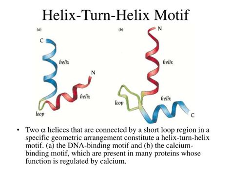 PPT - Secondary Structure Motifs of Proteins PowerPoint Presentation ...