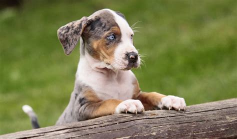 Catahoula Leopard Dog Breed Information - Vetstreet | Vetstreet