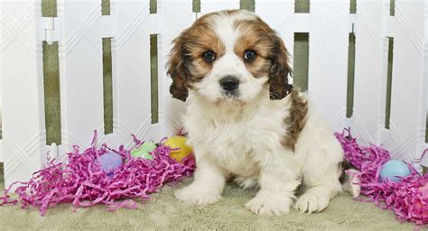 Cavachon Dog - The Cavalier Bichon Mix Breed Information Center