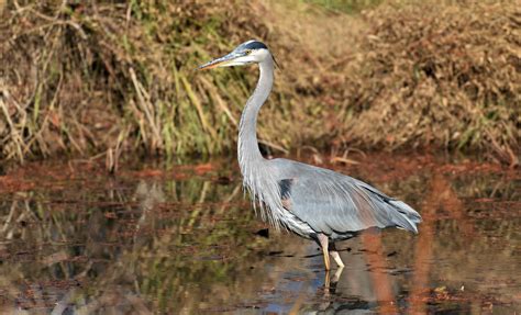 Top threats to native fish in the Potomac River — Potomac Conservancy