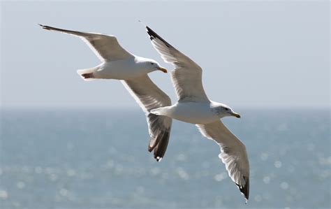 Two seagulls flying along the Pacific coast - a photo on Flickriver