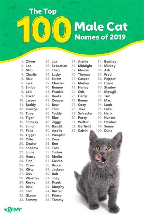 The Most Popular Cat Names in the USA | Cute pet names, Unique cat names, Kitten names unique