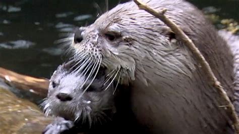 Baby otter learns to swim from mama at zoo - TODAY.com